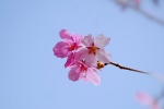 Spring cherry blossoms HD photography pictures desktop wallpaper