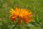 Orange marigold pictures