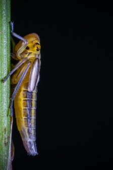種類繁多的草蜢圖片