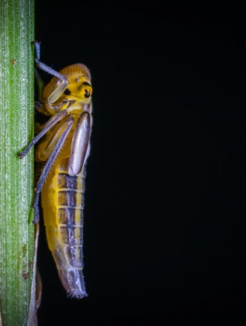 Various pictures of grasshoppers
