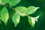 Green leaves on the branches of the forest HD picture wallpaper