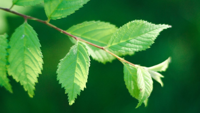 Green leaves on the branches of the forest HD picture wallpaper