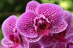 Phalaenopsis pictures desktop wallpaper