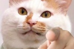 猫猫指人表情包