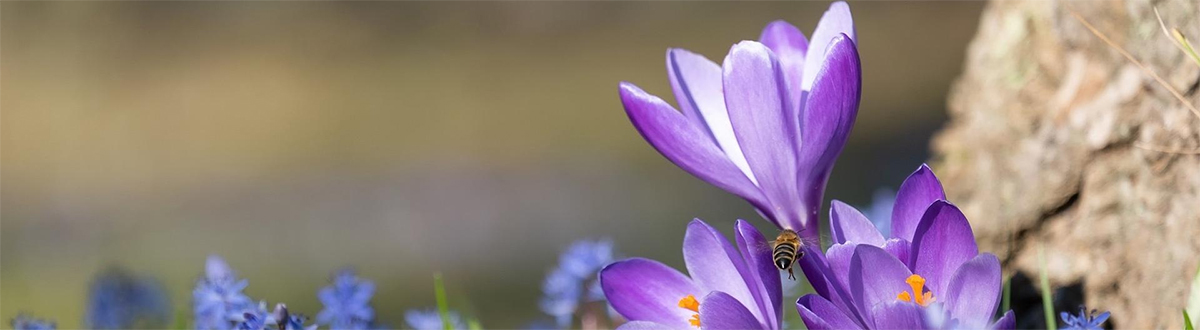 A complete collection of beautiful mobile wallpapers