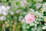 July 2021 flowers and green plants eye protection desktop calendar wallpaper
