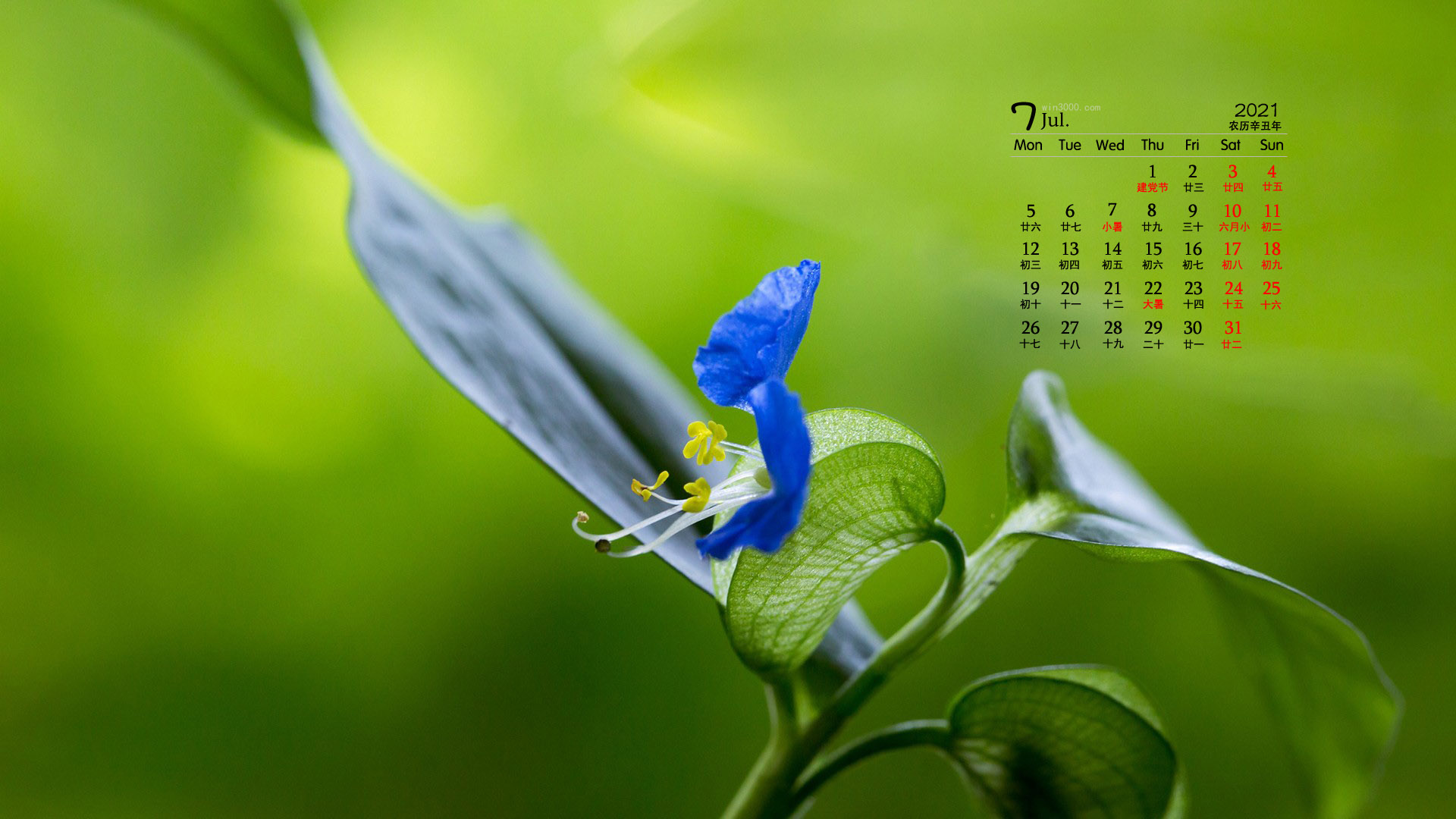 2021年7月清新淡雅的花朵桌面日历壁纸