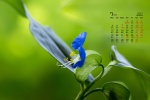 Fresh and elegant flowers desktop calendar wallpaper for July 2021
