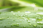 Fresh and eye-protecting scenery wallpaper of the cold dew solar term