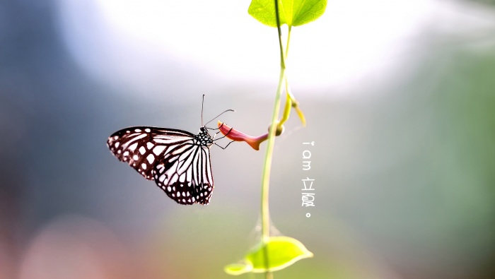 立夏圖片素材高清桌麵壁紙