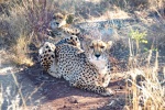 Fierce cheetah pictures