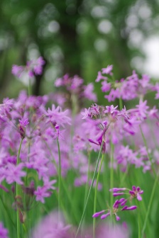 Small fresh flowers and plants mobile wallpaper