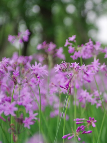 Small fresh flowers and plants mobile wallpaper