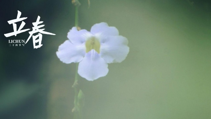 Morning glory pictures and wallpapers at the beginning of spring