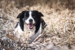 border collie pictures