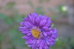 Beautiful aster pictures and photography