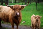 Long haired Scottish cow pictures