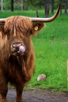 長毛蘇格蘭牛圖片