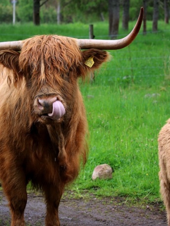 Long haired Scottish cow pictures