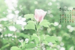 2022年4月小清新護眼日曆壁紙