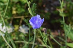 HD wild chicory pictures desktop wallpaper