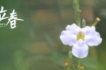 立春时节之牵牛花图片壁纸