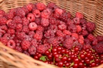HD Raspberry Picture Desktop Wallpaper