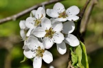 Fresh and elegant pear blossom pictures desktop wallpaper