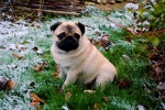 Cute and cute pug pictures