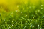 Dewdrops on the grass in the morning picture desktop wallpaper