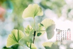 2021年6月小清新綠植花卉桌麵日曆壁紙