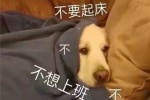 不要起床~不想上班~
