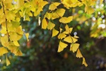 Autumn ginkgo leaves pictures desktop wallpaper