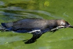 African penguins HD pictures
