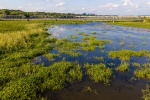 Swamp scenery pictures wallpaper