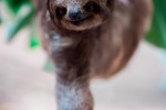 Sloth Pictures Cute Sloth Pictures