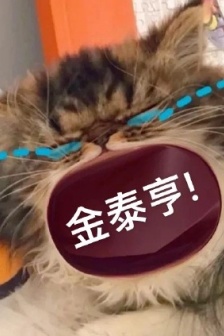 猫咪喊防弹少年团表情包