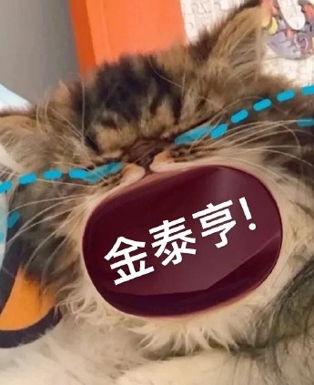 Cat shouts BTS emoticon pack