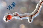 Traditional solar term winter solstice frost flower picture desktop wallpaper