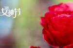 38女神节之玫瑰花图片桌面壁纸