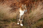 Outdoor wildcat photography pictures desktop wallpaper