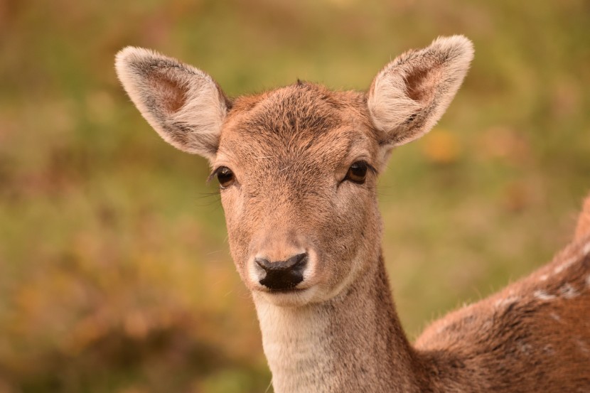 温顺可爱的红鹿图片