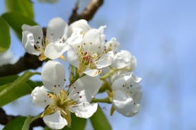 Fresh and elegant pear blossom pictures desktop wallpaper