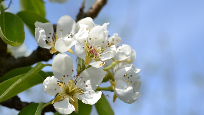 Fresh and elegant pear blossom pictures desktop wallpaper