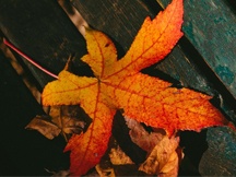 秋天的落叶（一）