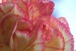 Mother's Day Carnation Picture Desktop Wallpaper