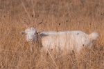 Goat on the grassland picture desktop wallpaper
