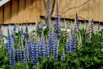 Purple lupine flower picture desktop wallpaper