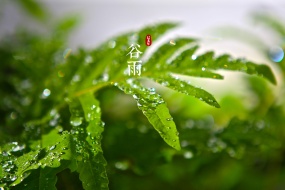 谷雨节气清新护眼桌面壁纸