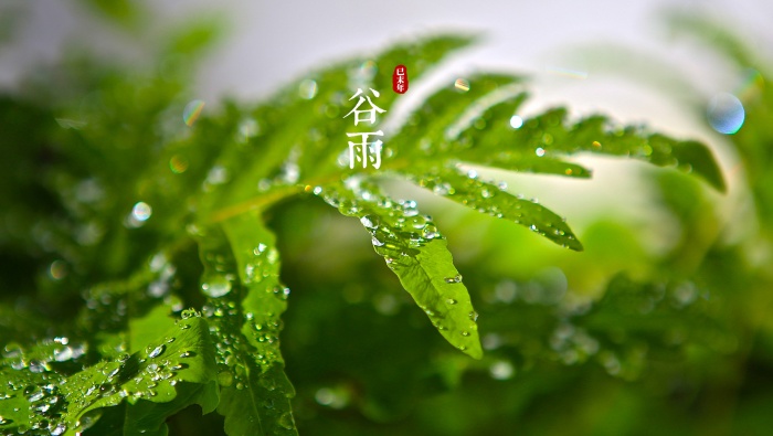 穀雨節氣清新護眼桌麵壁紙
